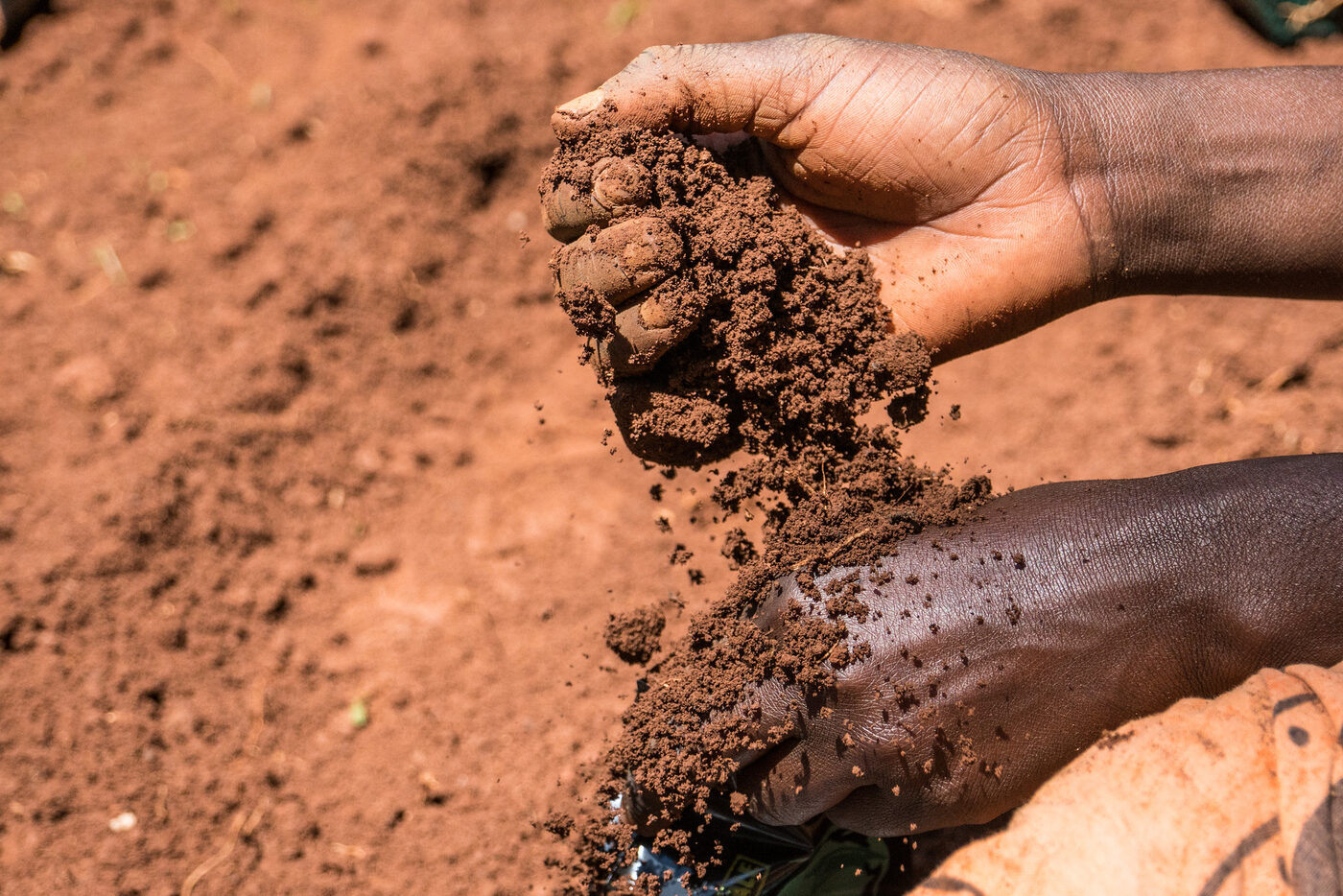 of the world’s land-based carbon