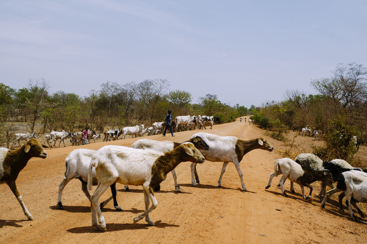 of the world’s livestock